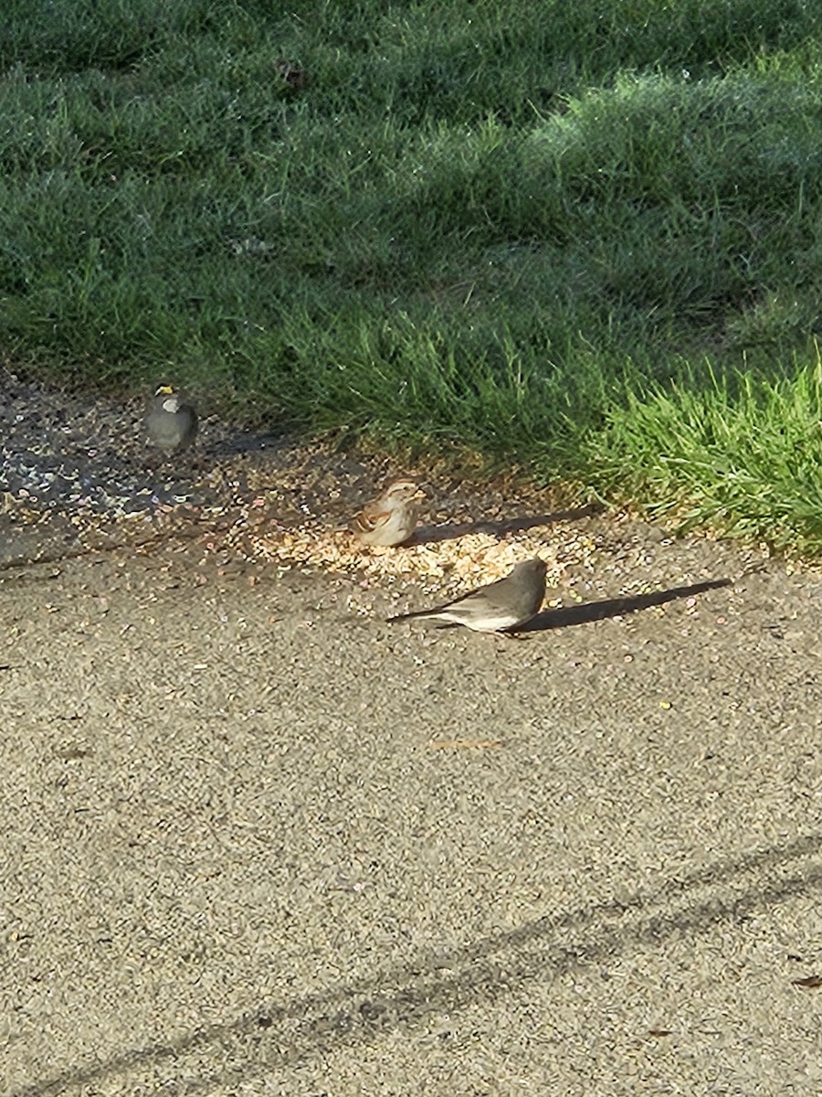 eBird Checklist 3 May 2024 Reed Road, Colebrook, New Hampshire, US