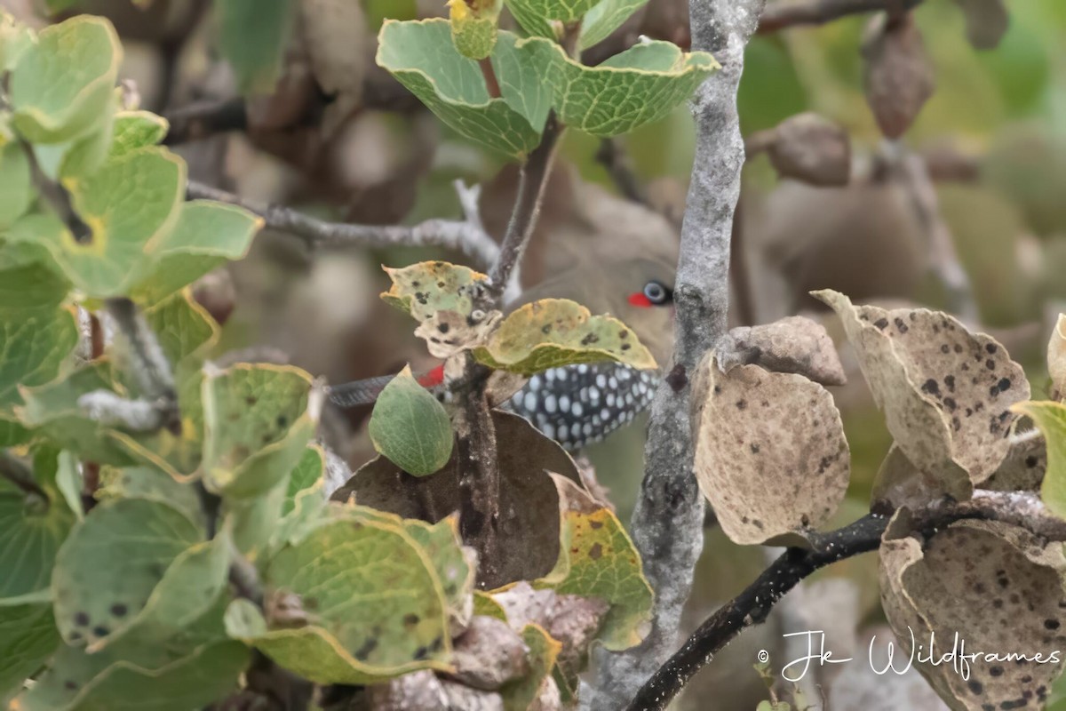Red-eared Firetail - ML618365509