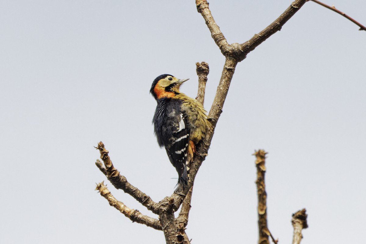 Darjeeling Woodpecker - ML618365542