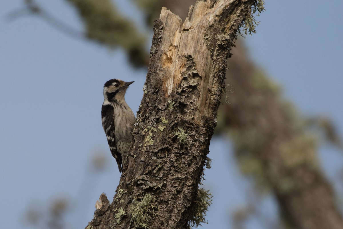 Lesser Spotted Woodpecker - ML618365559