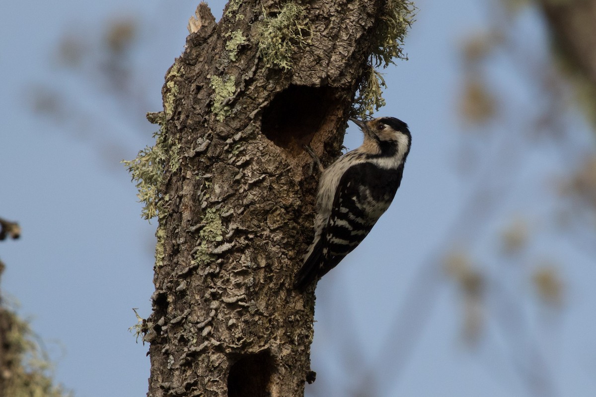 Lesser Spotted Woodpecker - Detcheverry Joël
