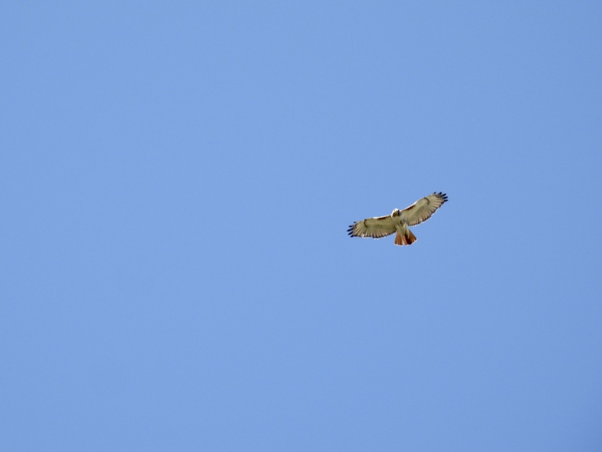 Red-tailed Hawk - ML618365582