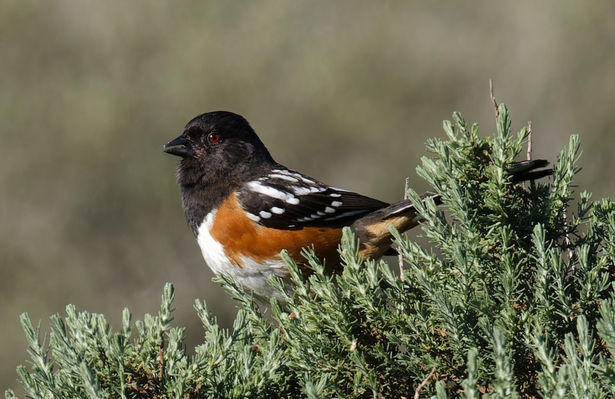 Spotted Towhee - ML618365617
