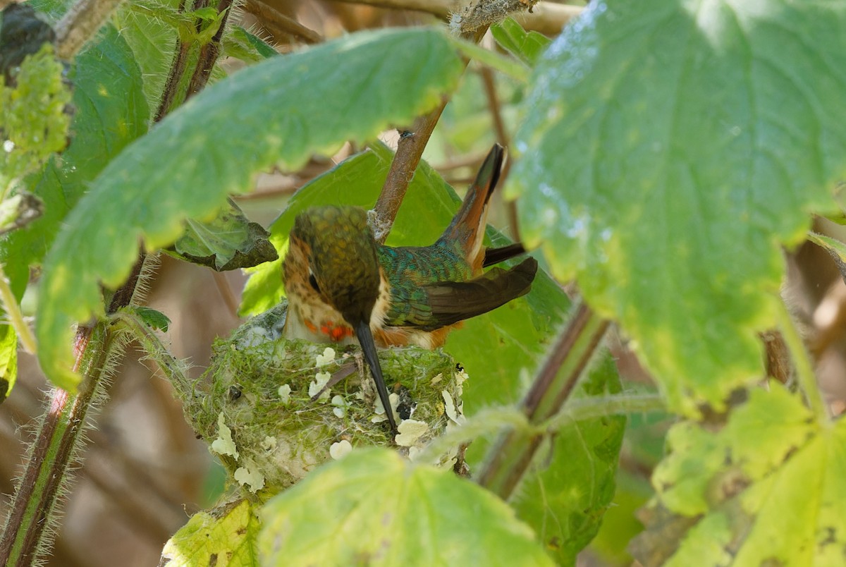 Allen's Hummingbird - ML618365662