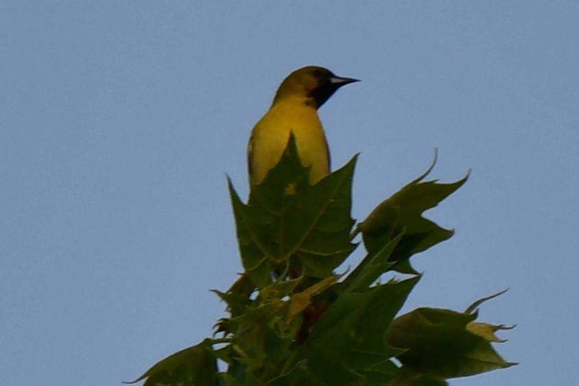 Orchard Oriole - ML618365664