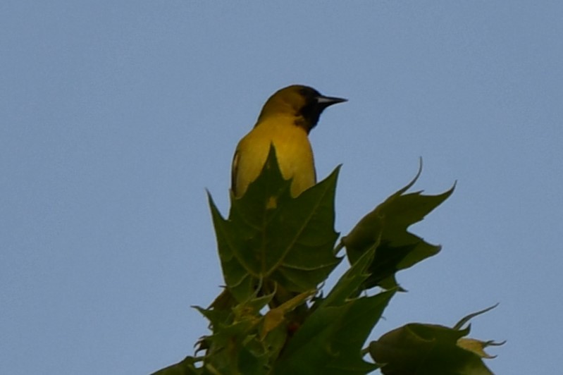 Orchard Oriole - ML618365665