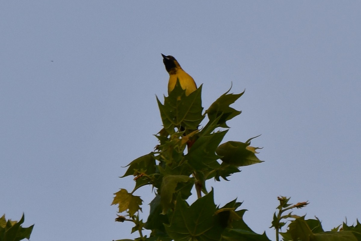 Orchard Oriole - ML618365666