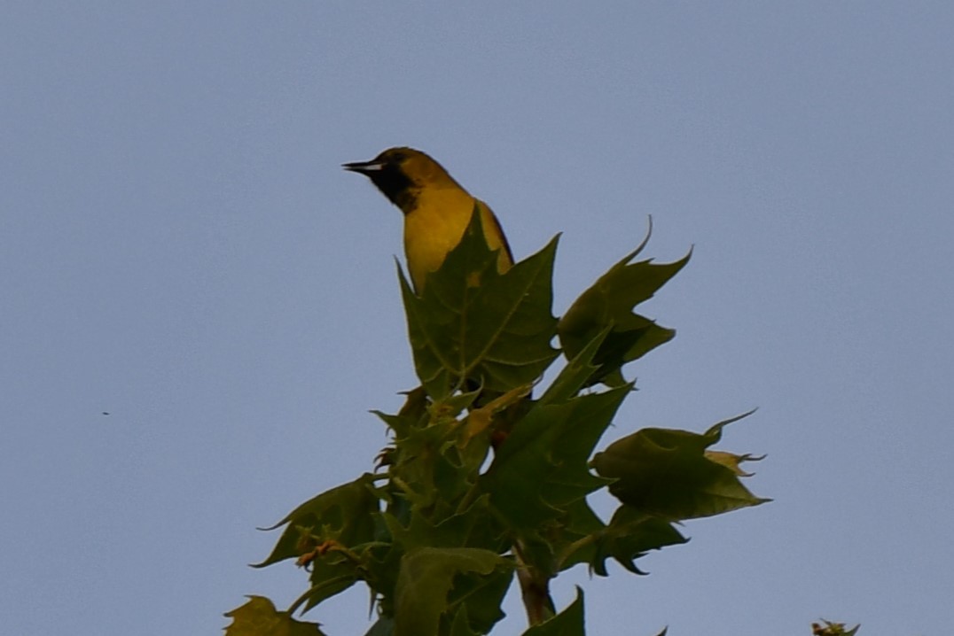 Orchard Oriole - ML618365667