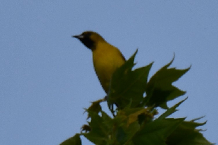 Orchard Oriole - ML618365668