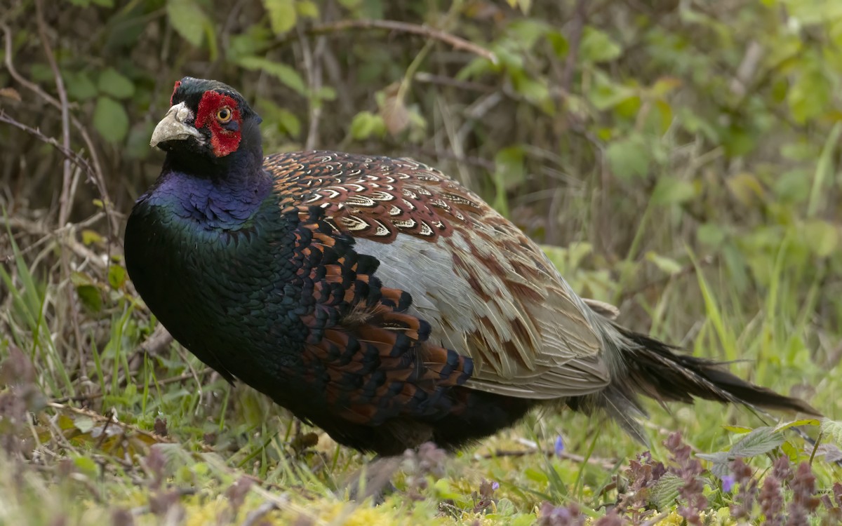 Ring-necked Pheasant - ML618365669