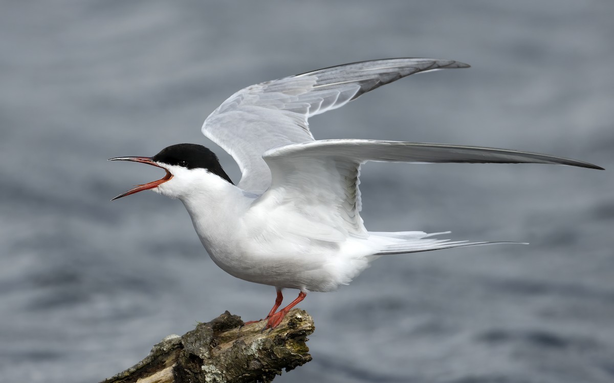 Common Tern - Bob  Wood