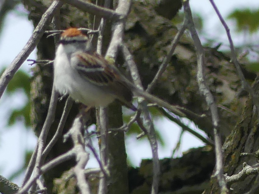 Chipping Sparrow - ML618365698