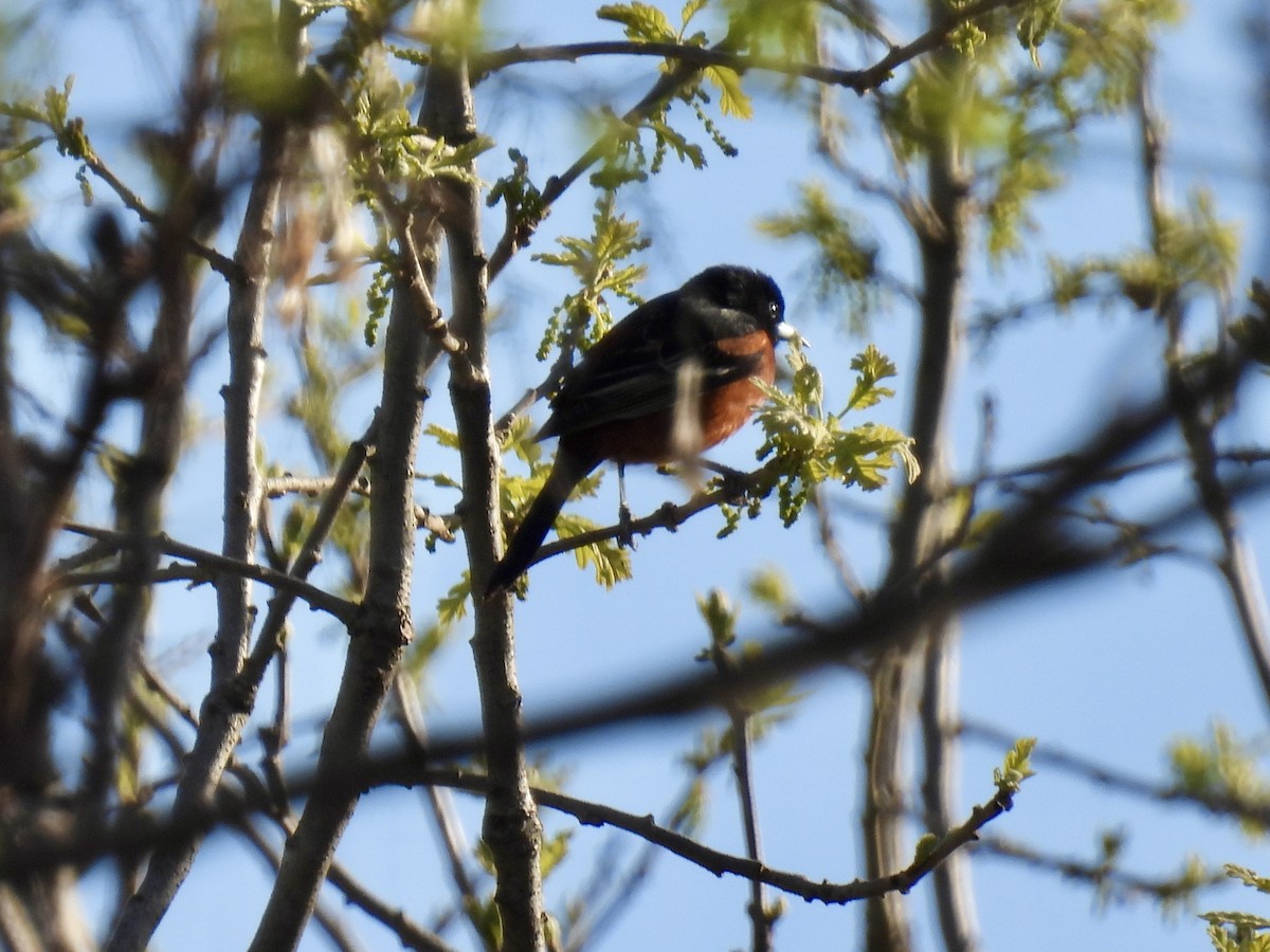 Orchard Oriole - ML618365735