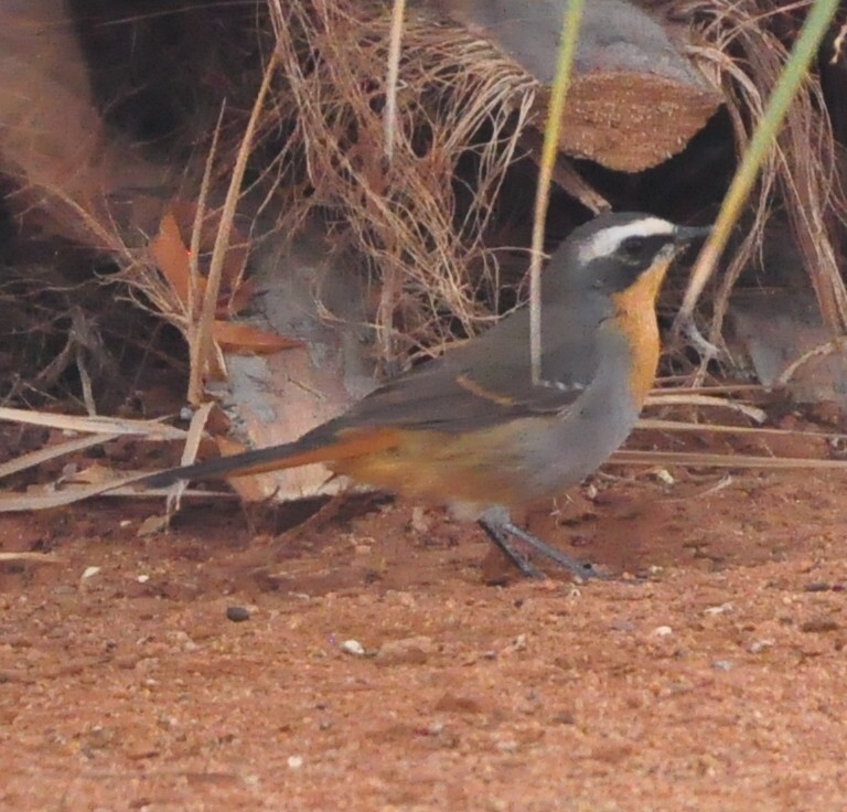Cape Robin-Chat - Anonymous