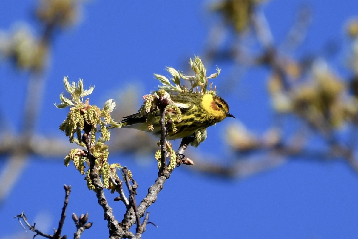 Cape May Warbler - ML618365799