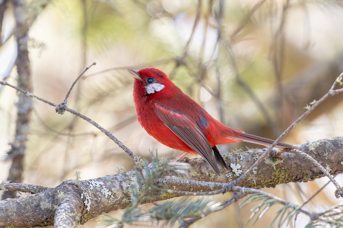Red Warbler (White-cheeked) - ML618365817