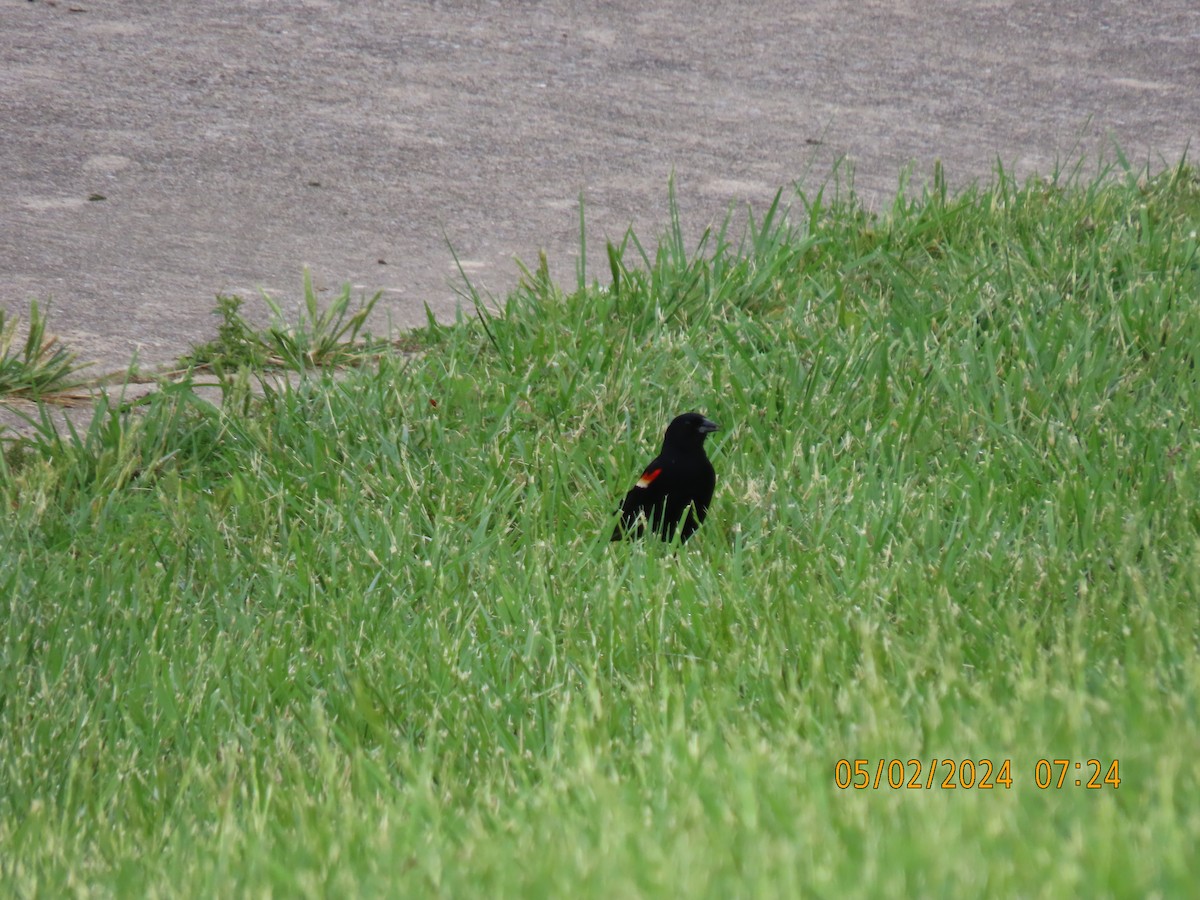 Red-winged Blackbird - ML618365822