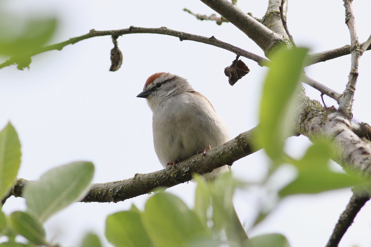 Chipping Sparrow - ML618365829