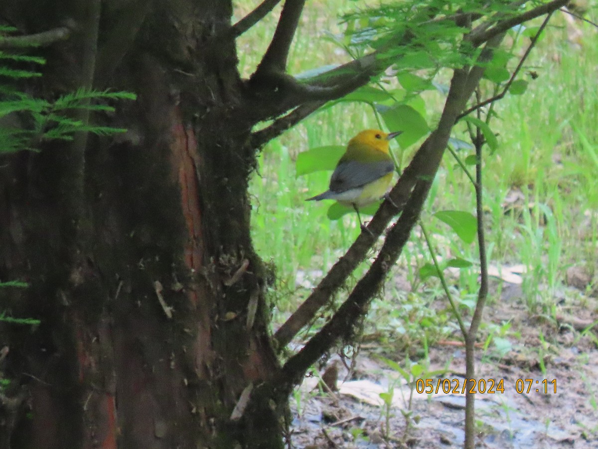 Prothonotary Warbler - ML618365832