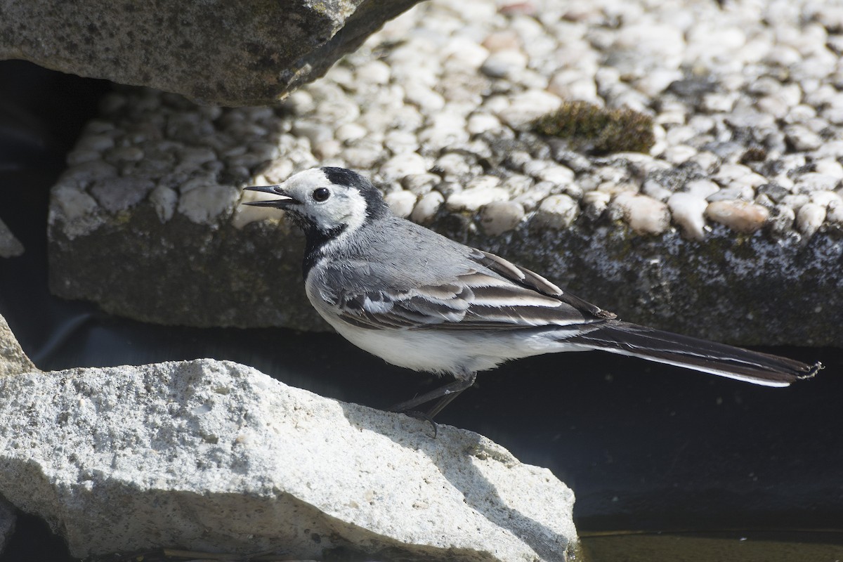 White Wagtail (White-faced) - ML618365841