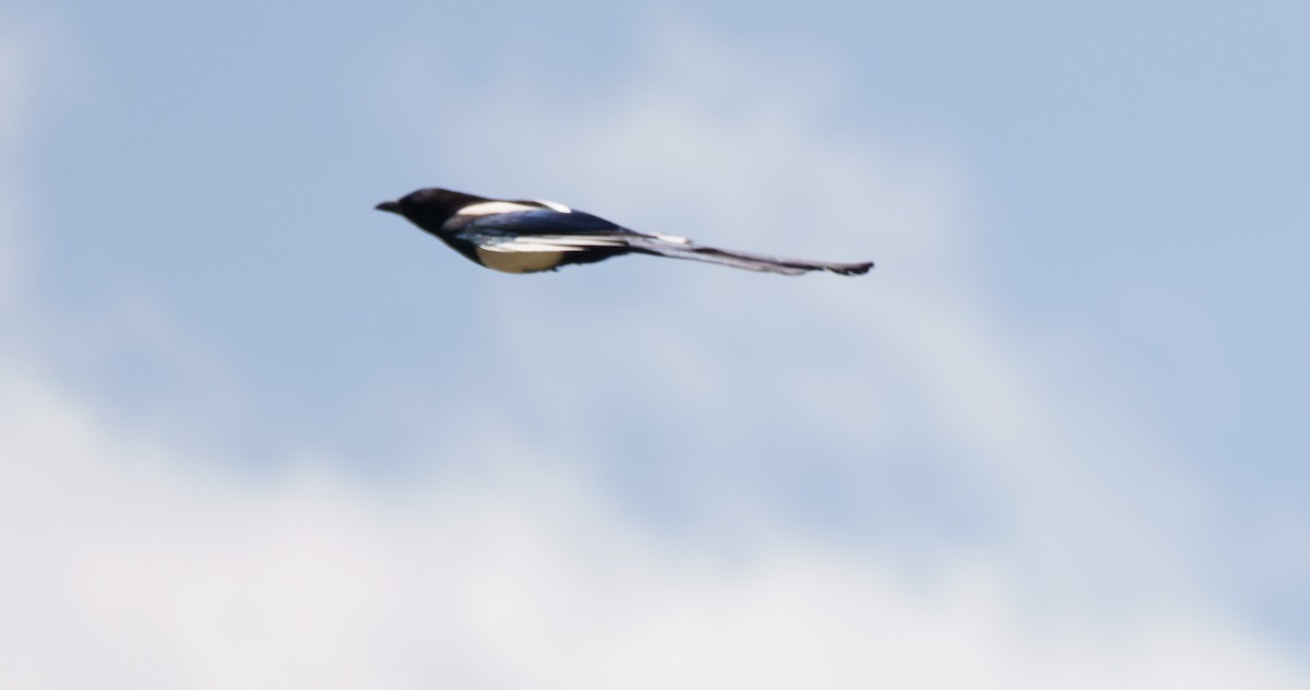 Black-billed Magpie - Robin Trevillian