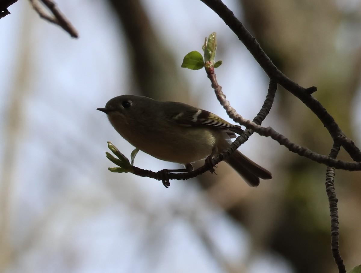 Ruby-crowned Kinglet - Lucie Laflamme
