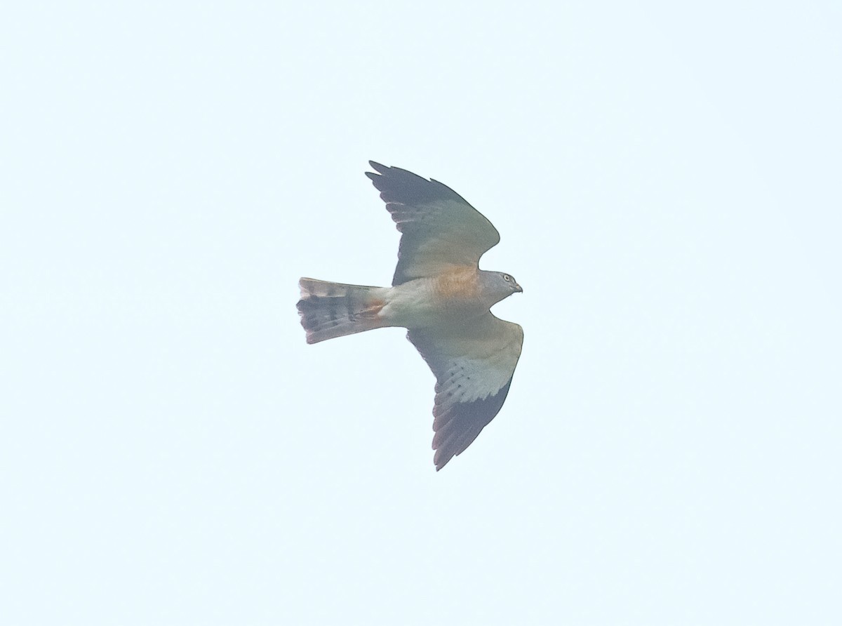 Chinese Sparrowhawk - Akshat K