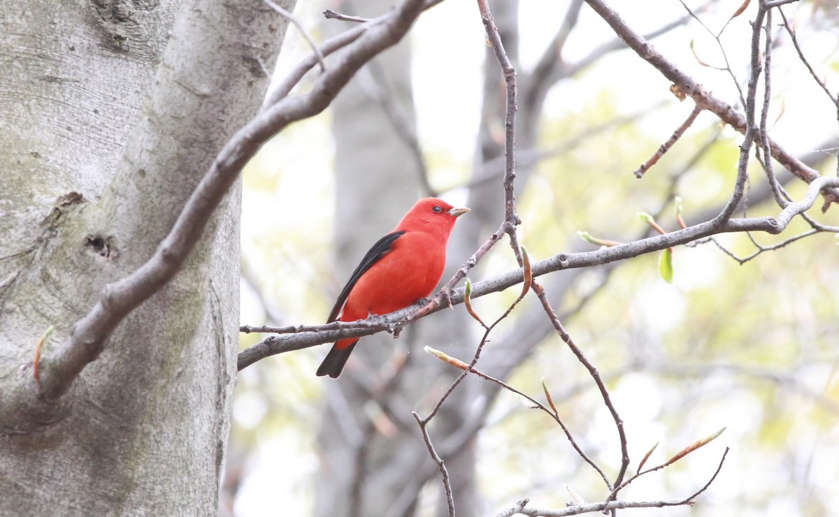 Scarlet Tanager - ML618365907