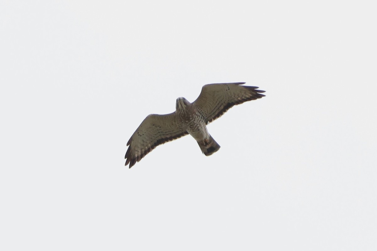 Broad-winged Hawk - ML618365920