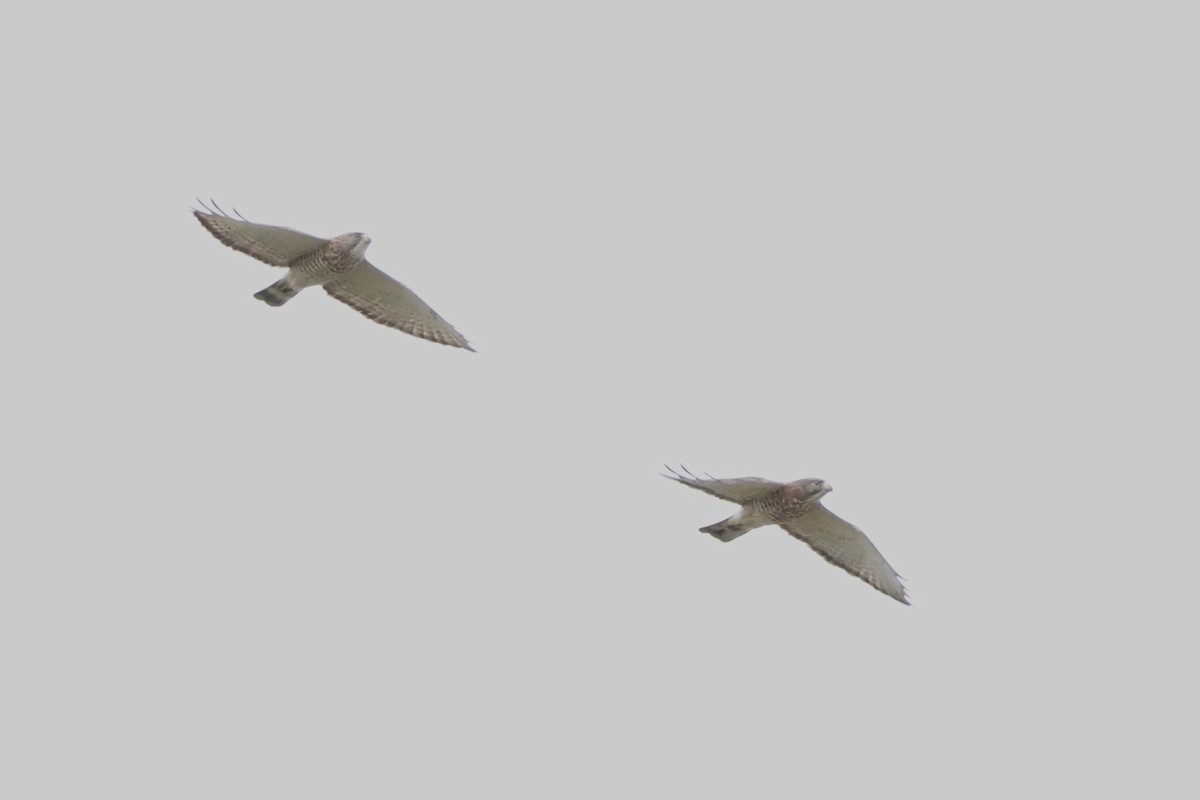 Broad-winged Hawk - ML618365954