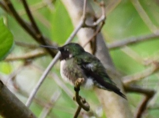 Ruby-throated Hummingbird - ML618365965