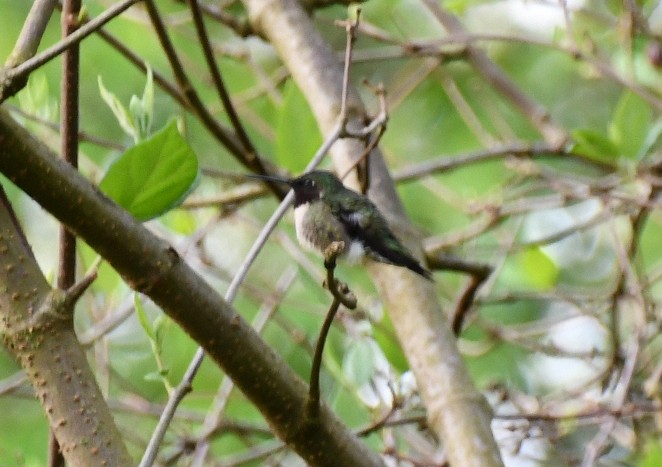 Ruby-throated Hummingbird - ML618365966