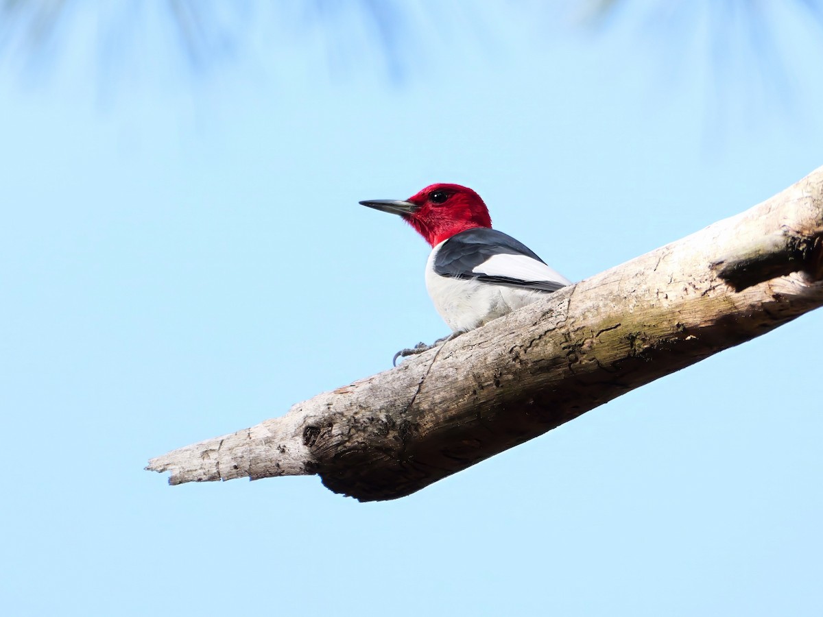 Red-headed Woodpecker - ML618365997