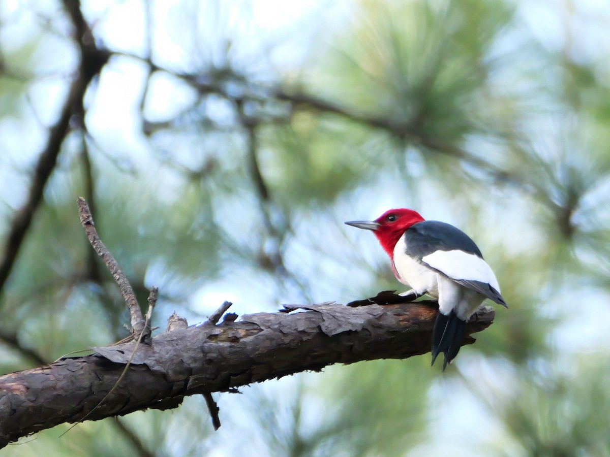 Red-headed Woodpecker - ML618365998
