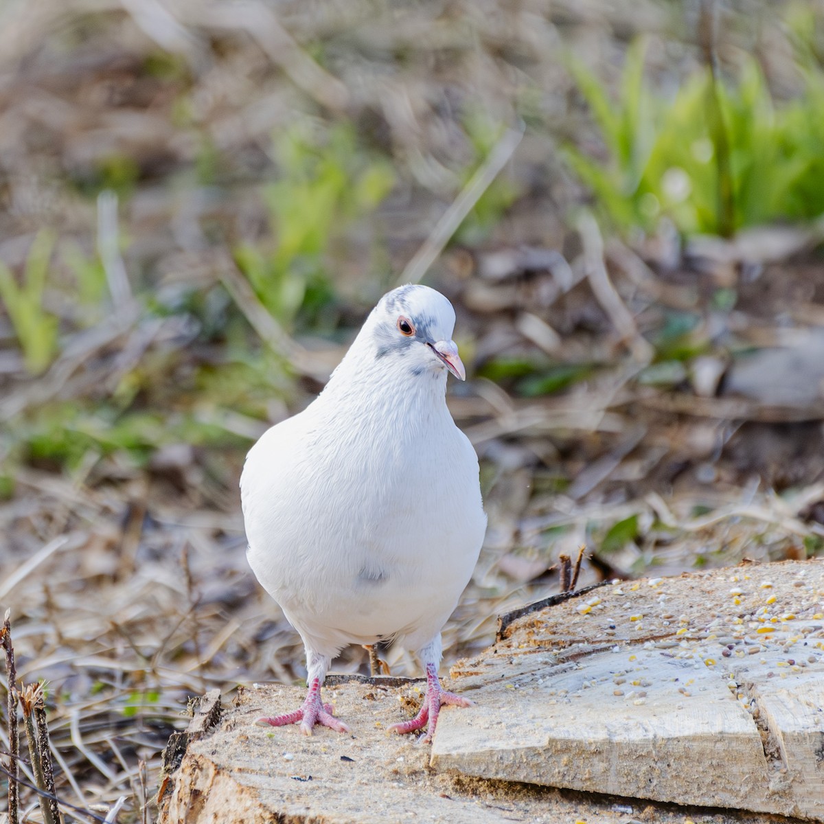 Rock Pigeon (Feral Pigeon) - Albert Picard