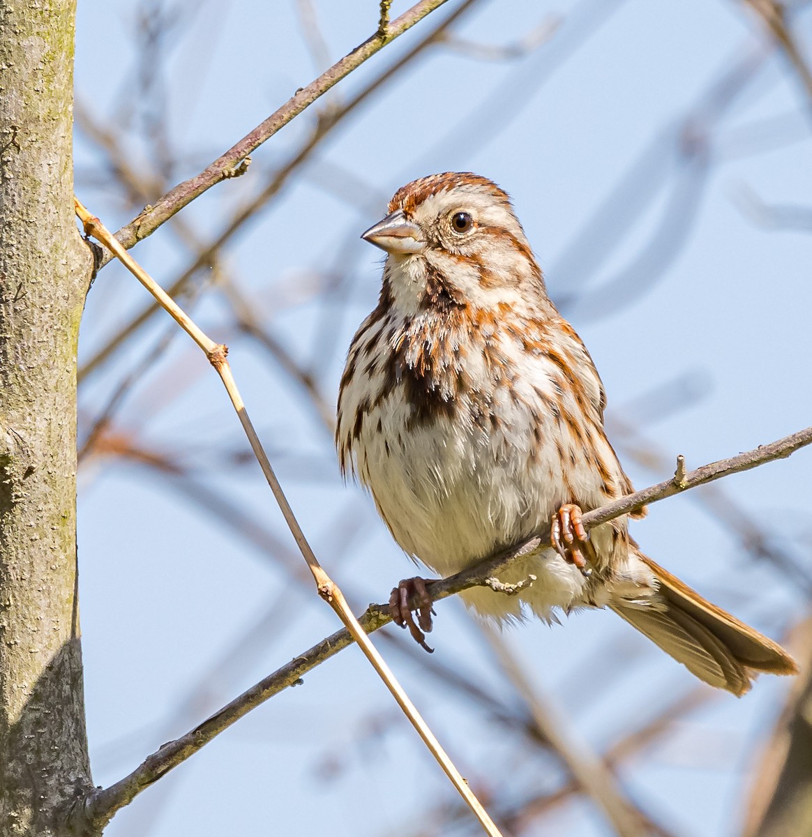Song Sparrow - Mike Murphy