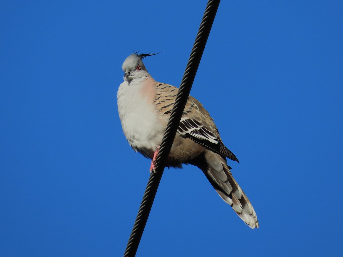 Crested Pigeon - ML618366059
