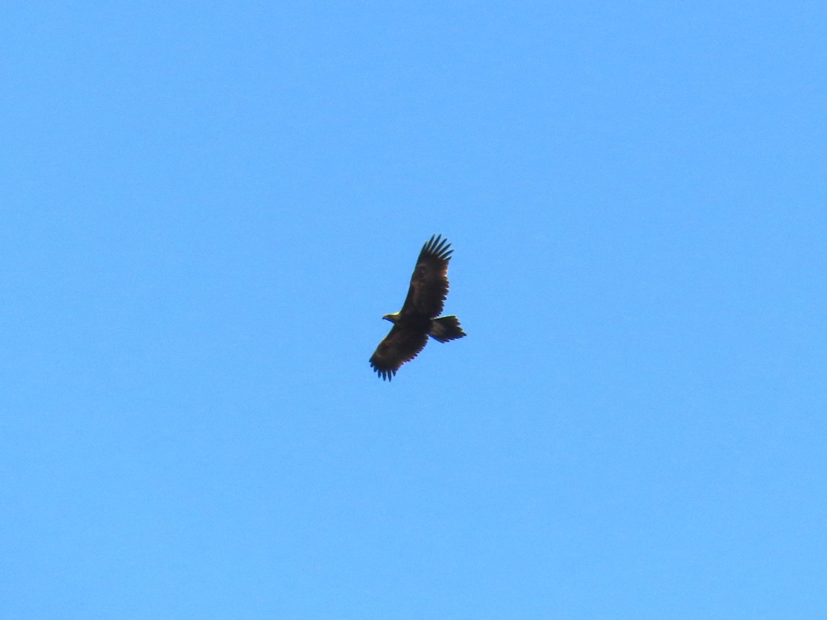 Wedge-tailed Eagle - ML618366082