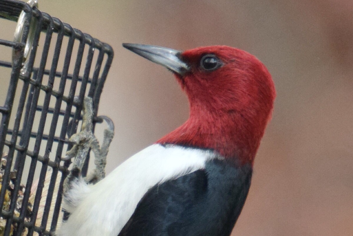 Red-headed Woodpecker - ML618366083