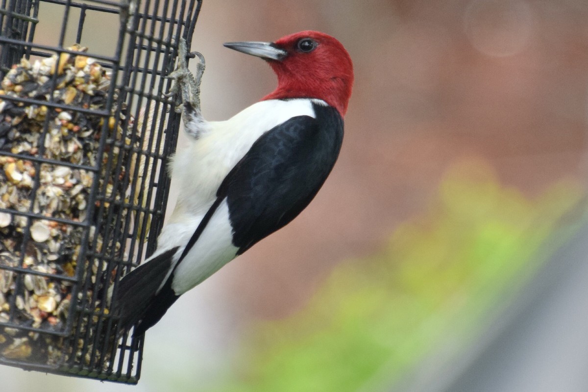 Red-headed Woodpecker - ML618366087