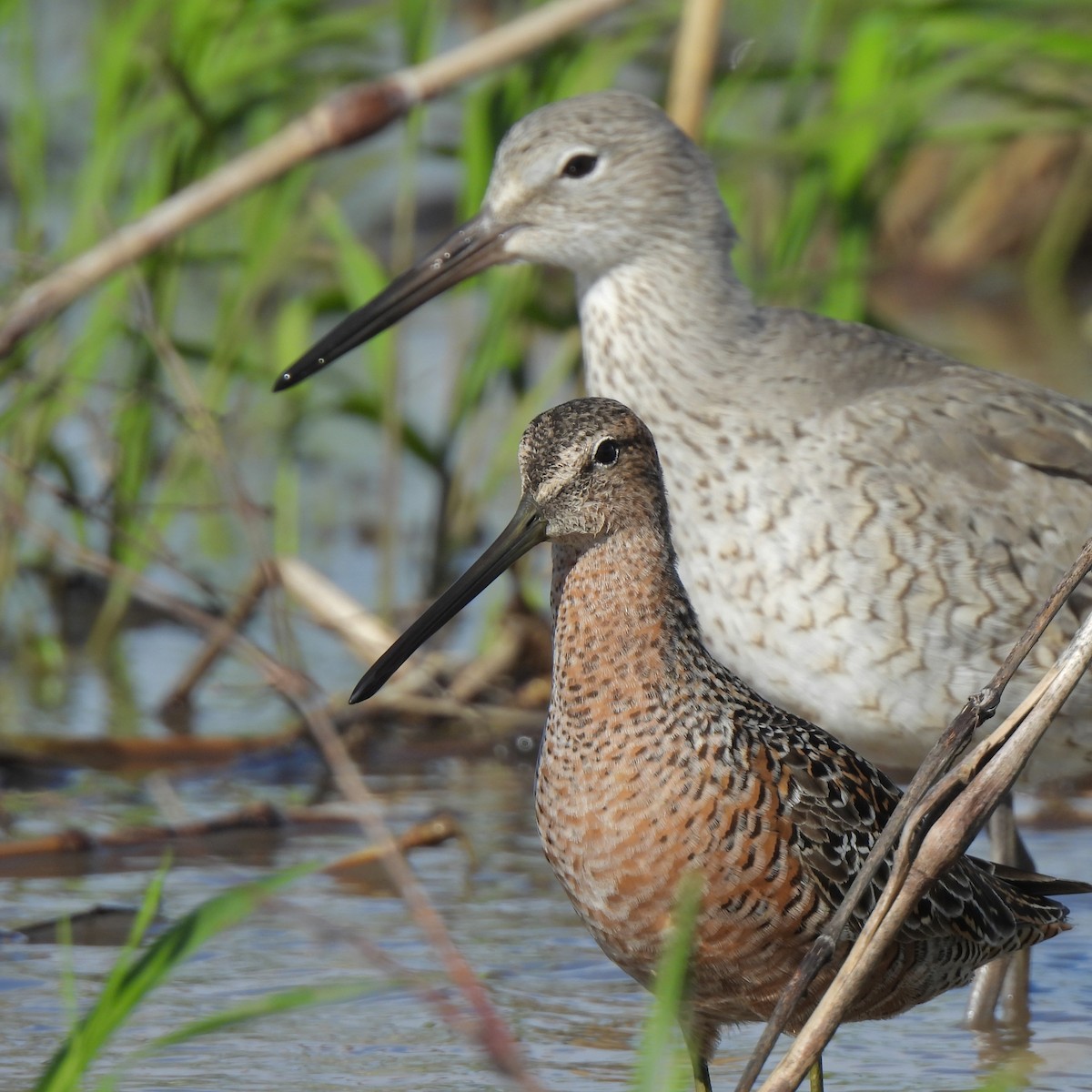 Long-billed Dowitcher - ML618366088