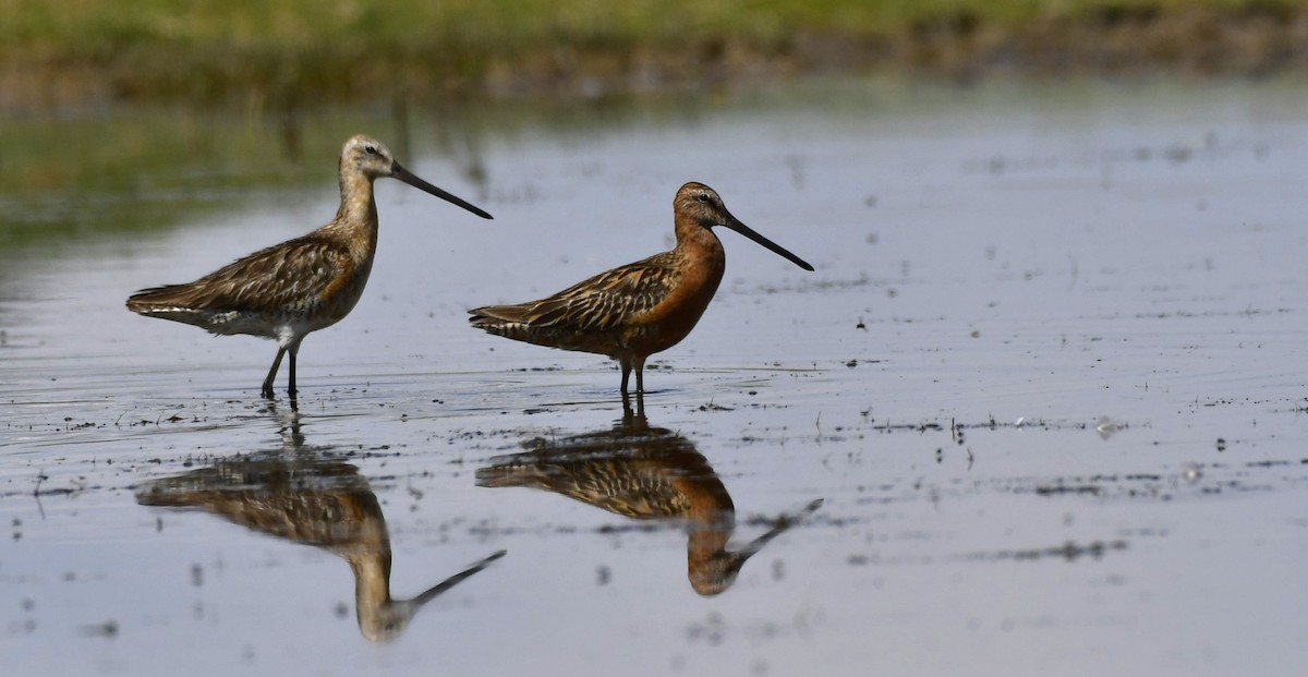Asian Dowitcher - ML618366093