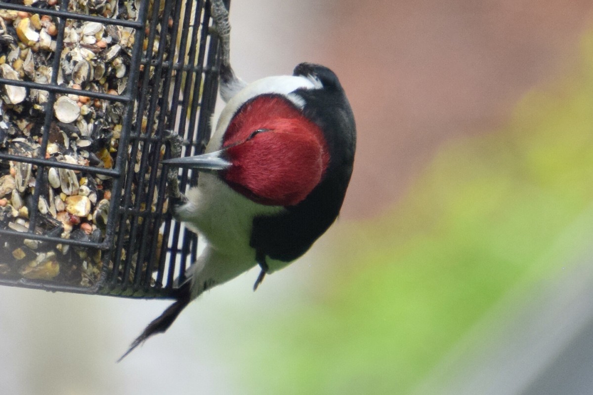 Red-headed Woodpecker - ML618366095