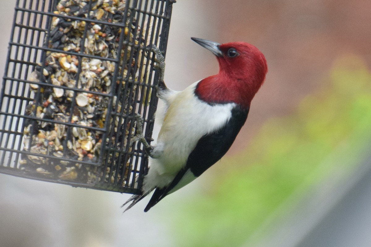 Red-headed Woodpecker - Sandy Dion