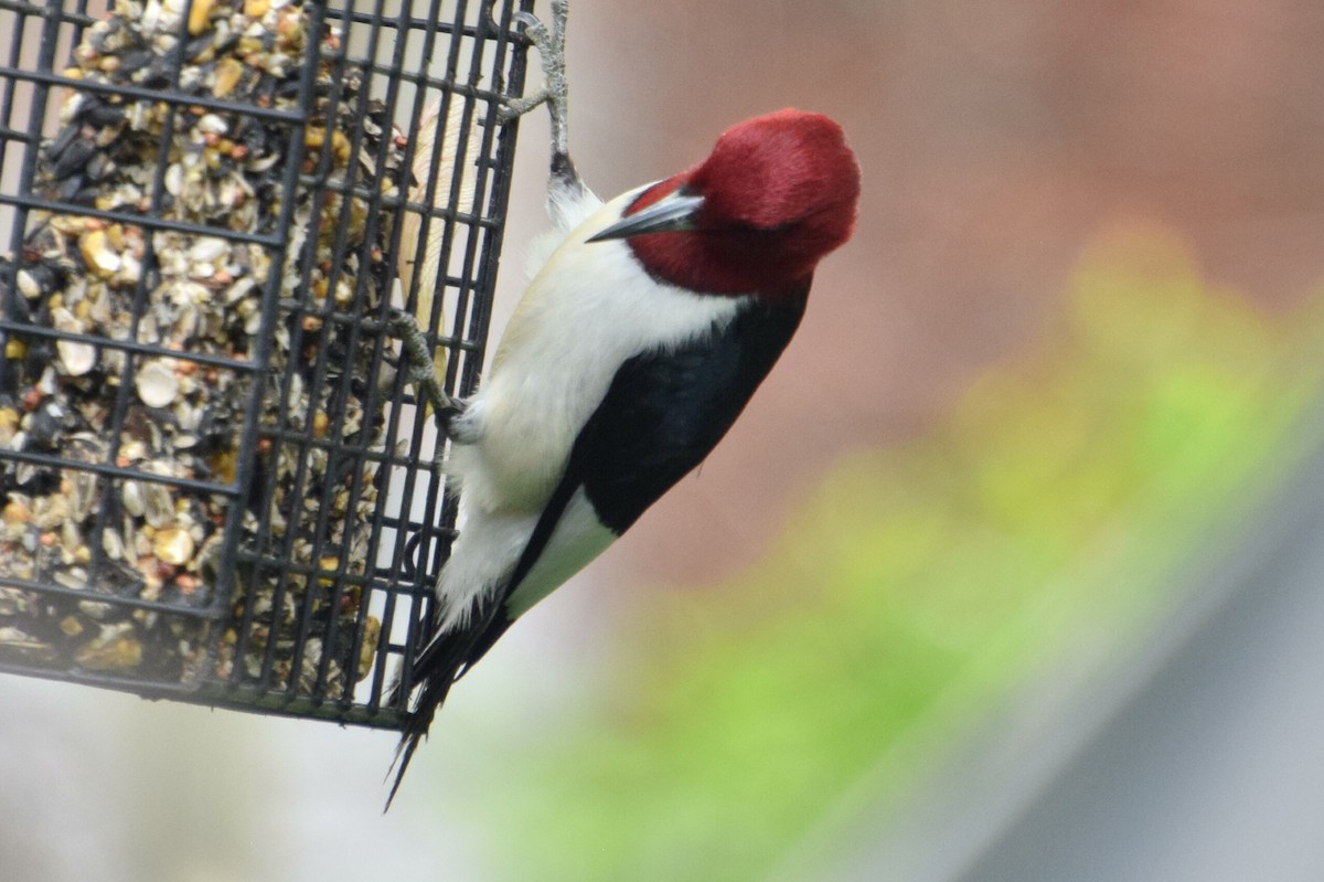 Red-headed Woodpecker - ML618366097