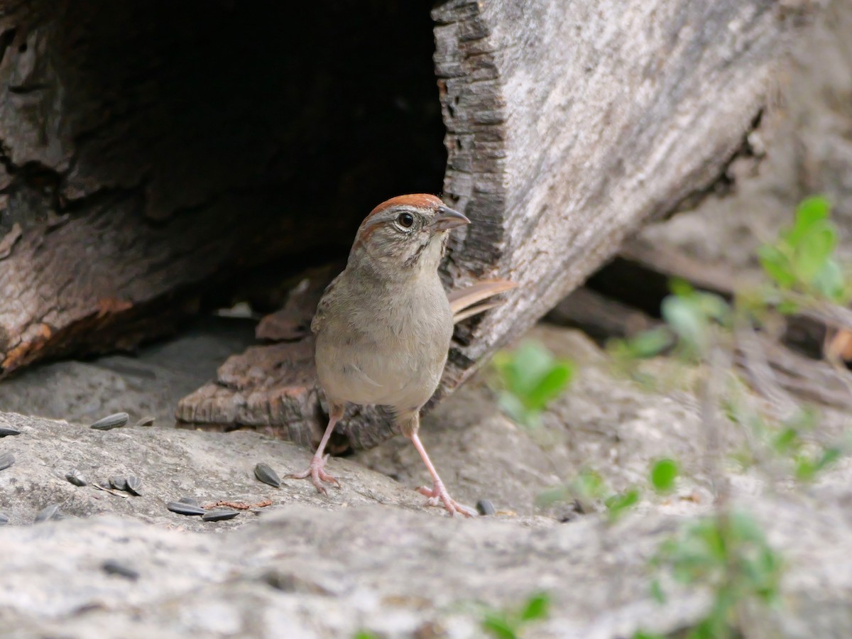 Rufous-crowned Sparrow - ML618366103