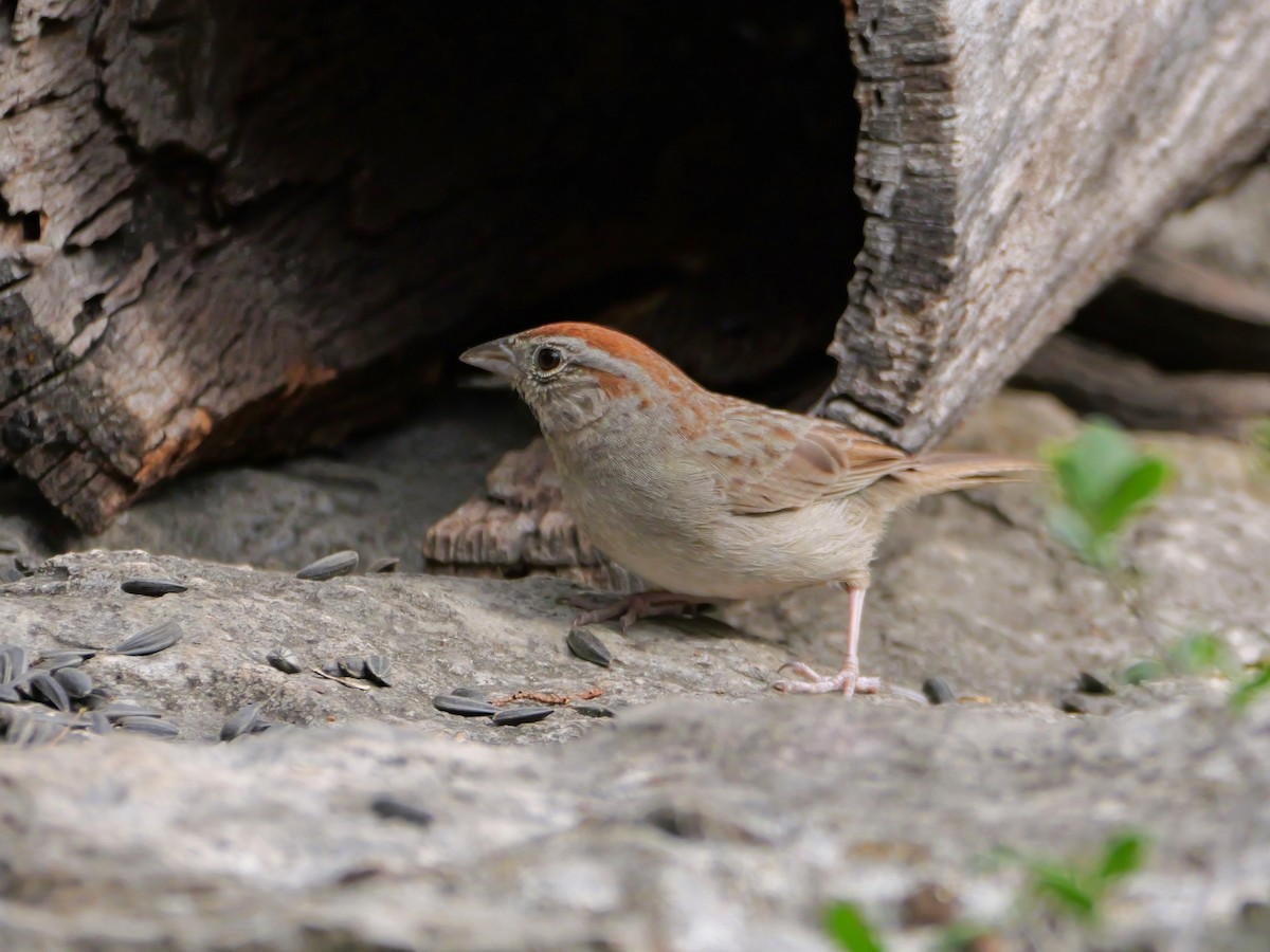 Rufous-crowned Sparrow - ML618366105