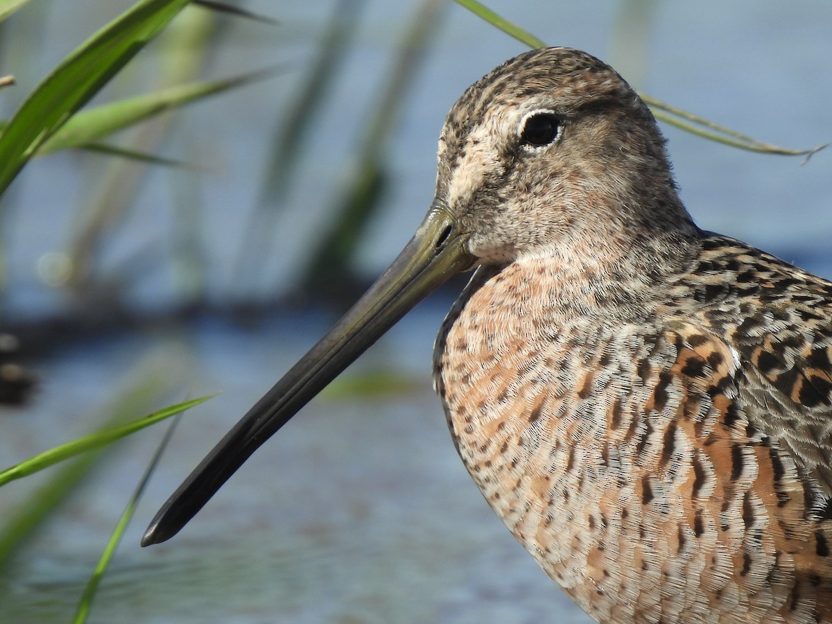 Long-billed Dowitcher - ML618366119