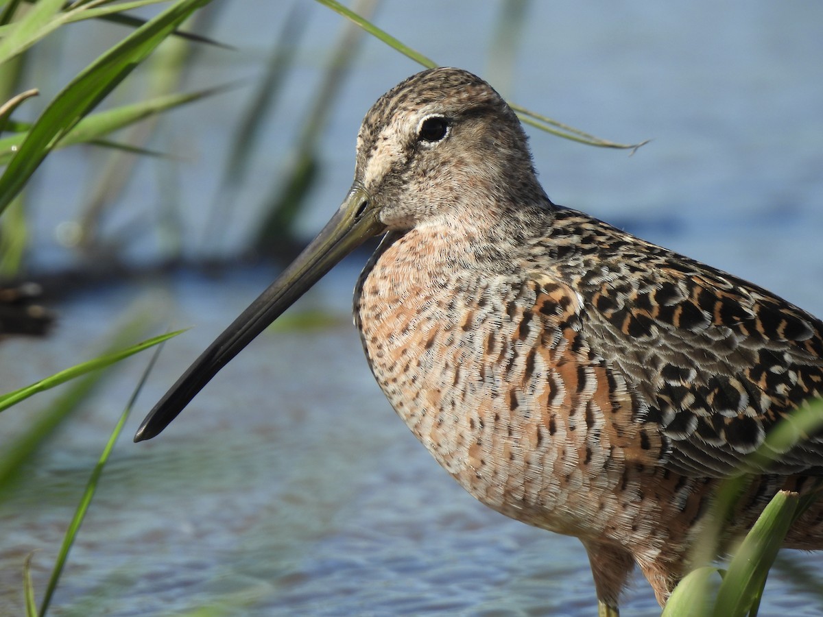 Long-billed Dowitcher - ML618366120