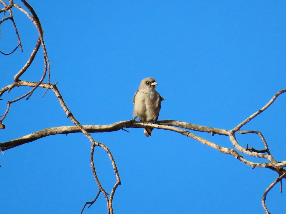 Black-faced Woodswallow - ML618366162
